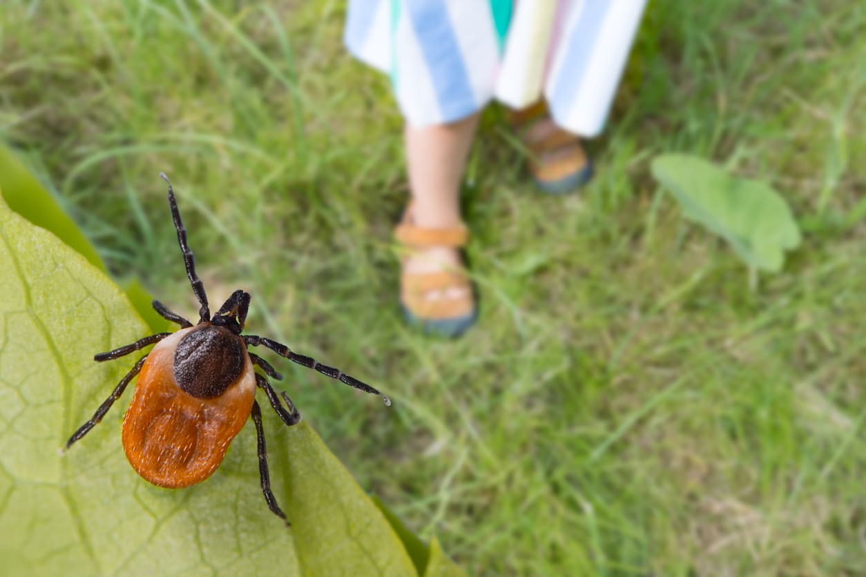 How to Protect Yourself Against Ticks