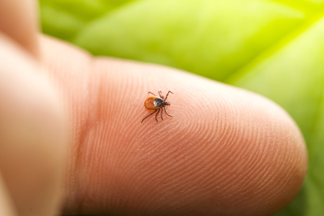 7 Symptoms of a Tick Bite